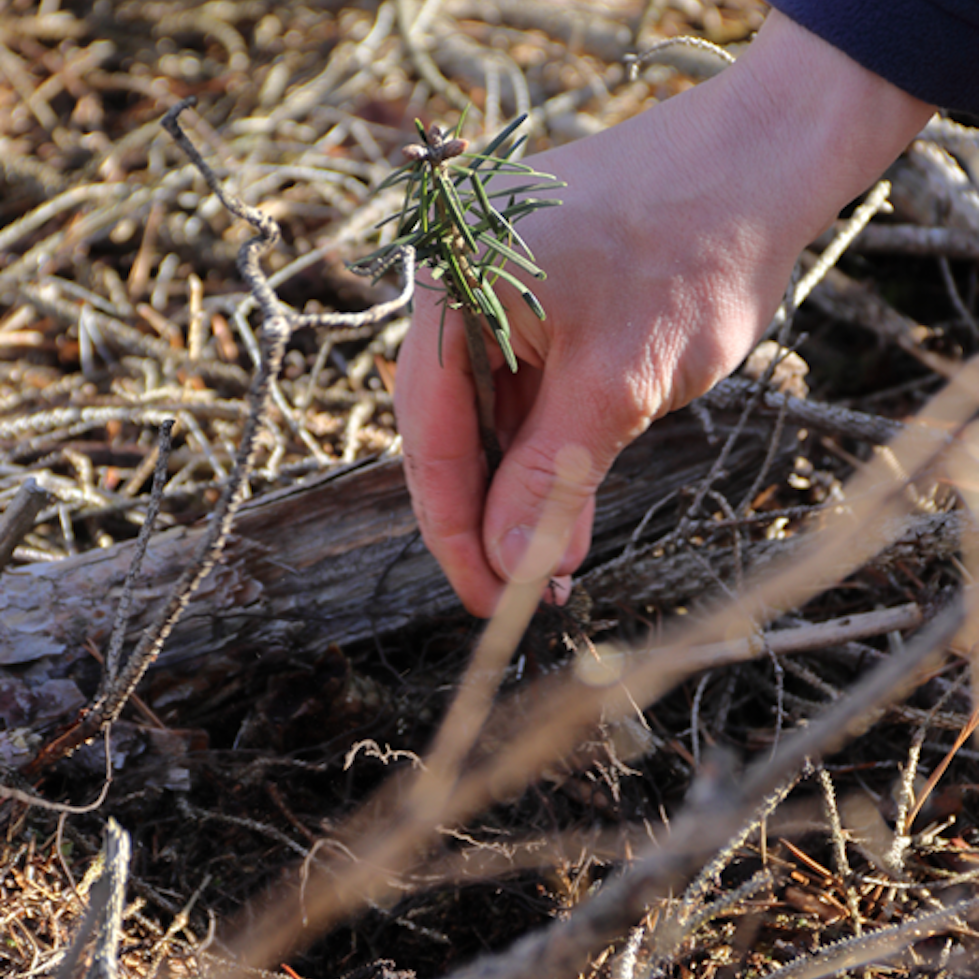 A hand holds a little tree to be planted into the wood ground